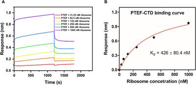 Application of bio-layer interferometry for the analysis of ribosome-protein interactions